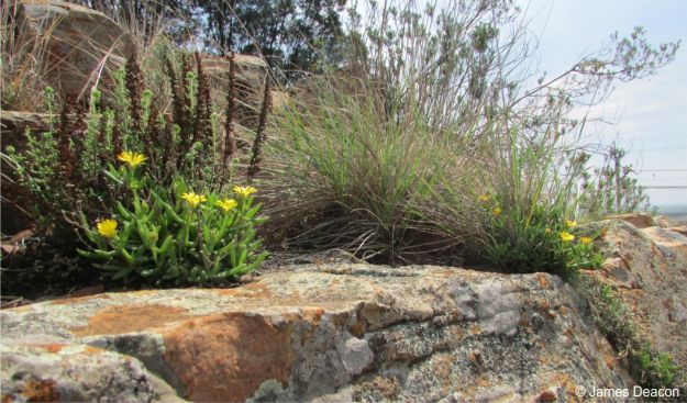 Delosperma leendertziae in flower in habitat